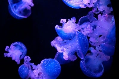Así es el desconocido universo de las medusas