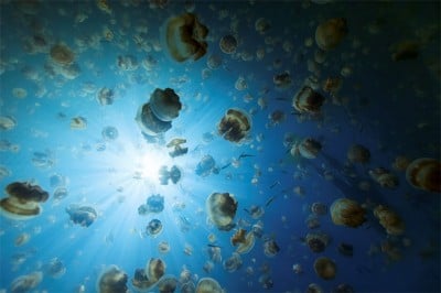 ¿A qué se deben las plagas de medusas?