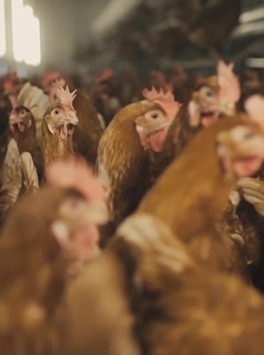Las gallinas 'bon vivant' que forman parte de la leyenda de Casa Lucio