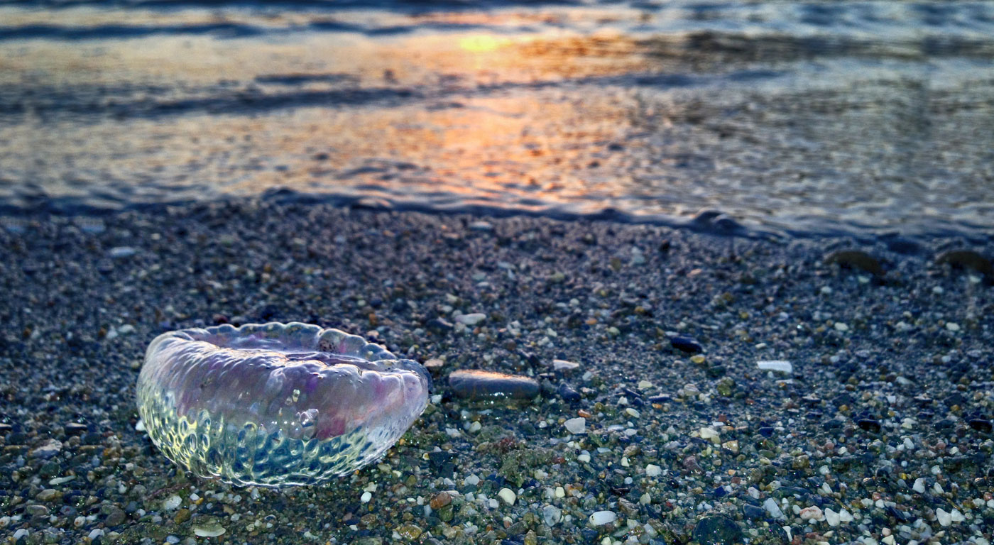 Las medusas son un mensaje que nos envía el mar para que no sigamos  tratándolo mal” | El Mundo - Expansión