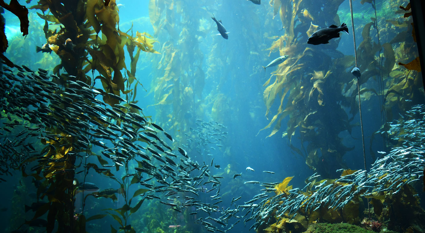 Bosque de algas marinas, algas marinas Submarinas, algas marinas poco  profundas cerca de la superficie Fotografía de stock - Alamy
