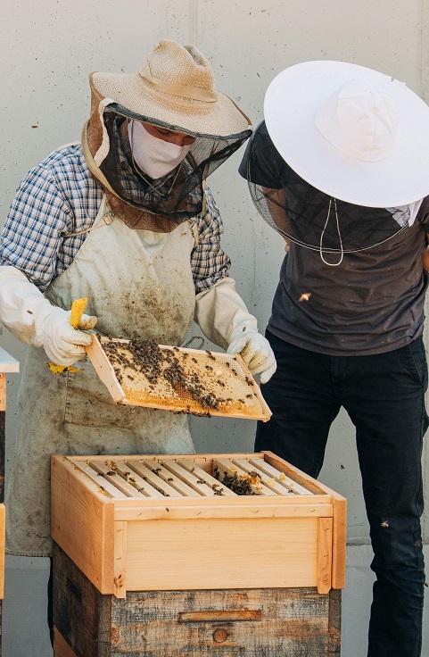 Las abejas se mudan a las ciudades