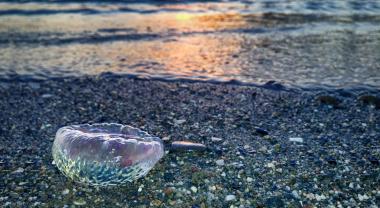 “Las medusas son un mensaje que nos envía el mar para que no sigamos tratándolo mal”